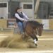 19 July Special event: Quarter horse demonstration